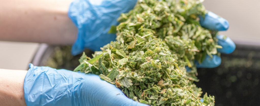 gloved hands holding cannabis trim
