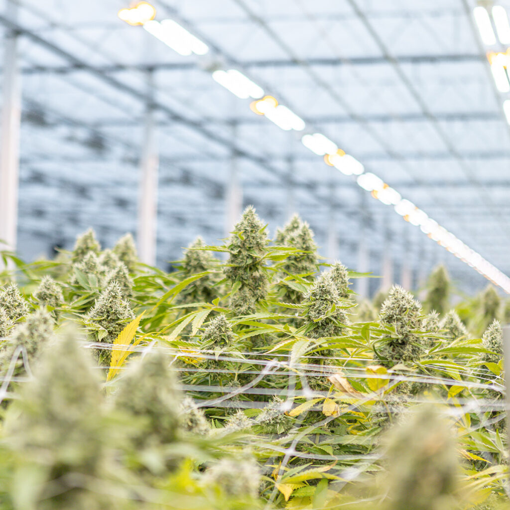 Large Scale indoor grow room with cannabis