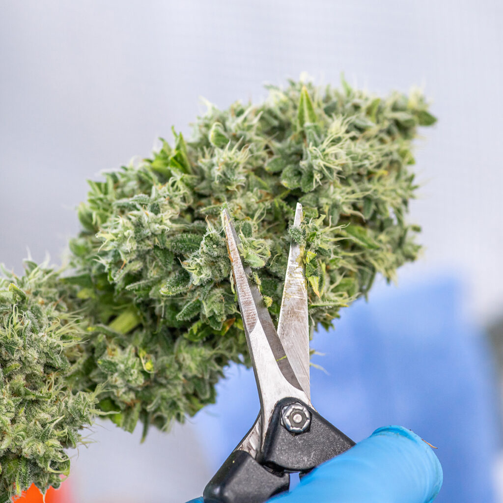 Gloved hands holding trimming scissors touching up a large cannabis cola