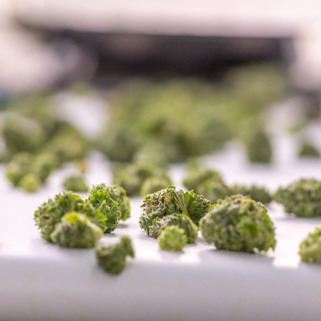Perfectly trimmed cannabis coming off automated conveyor