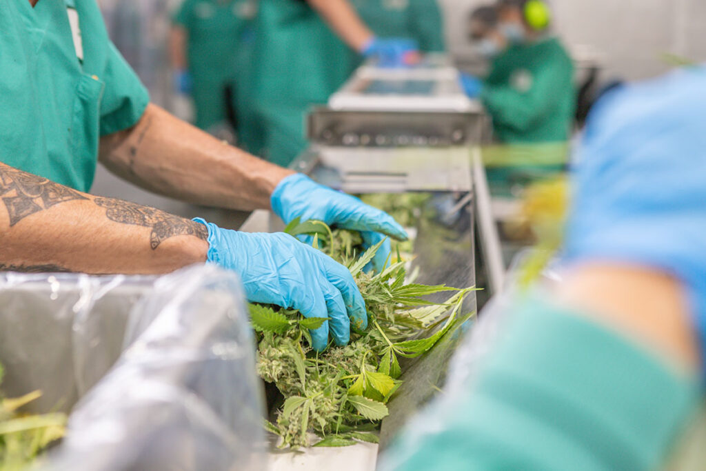 Processors loading flower onto an Infeed Conveyor to the Mobius M108S trimmer