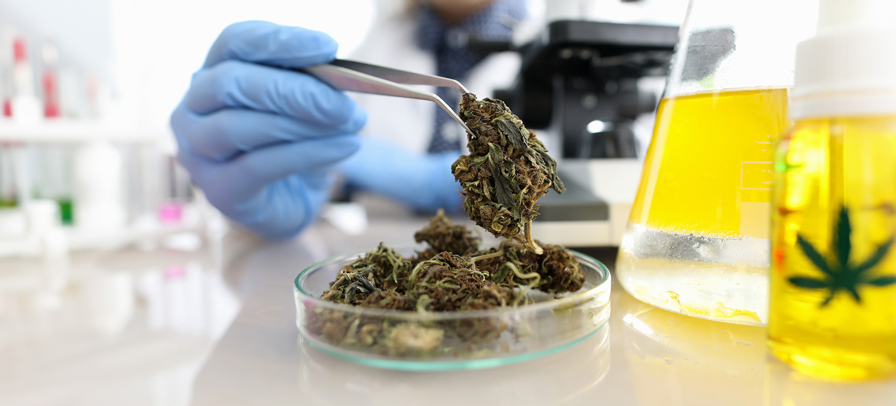 Mastering Post-Harvest Cannabis Processing | Mobius