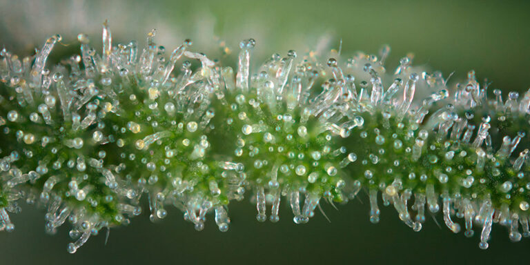 Terpenes-on-Cannabis Terpenes on Cannabis through a microscopic lens