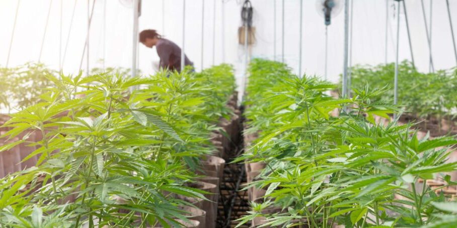 Cannabis-Worker-in-Cultivation-Facility