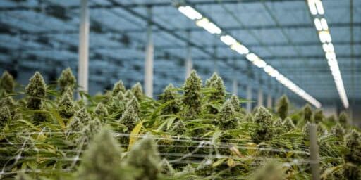 How-To-Harvest-Cannabis