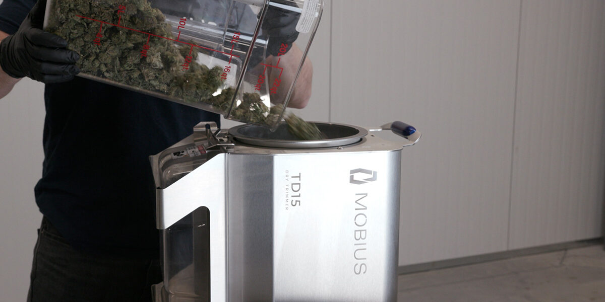 Operator pouring untrimmed flower into the TD15 Dry Trimmer