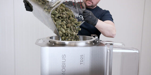 Operator loading untrimmed flower into the TD25 Dry Trimmer