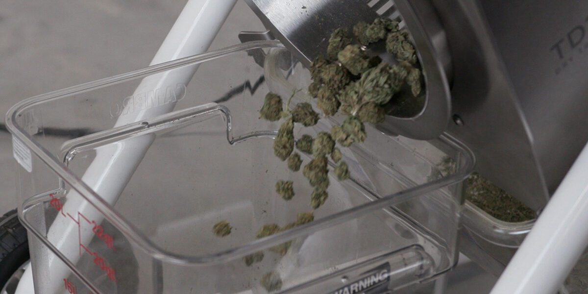 TD25-QS_06-done Trimmed flower pouring from the Mobius TD25 Dry Trimmer