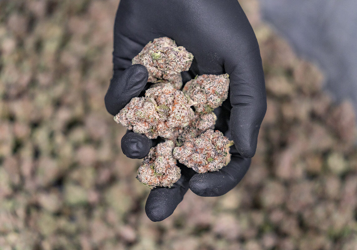 Dry Trimmed flower