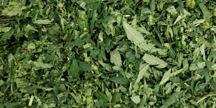 cannabis-trim-shearing-vs-cutting