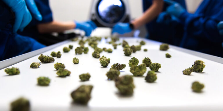 Find the Right Type of Cannabis or Hemp Trimmer for your Cultivation Facility There are a wide variety of cannabis and hemp trimmers available on the market