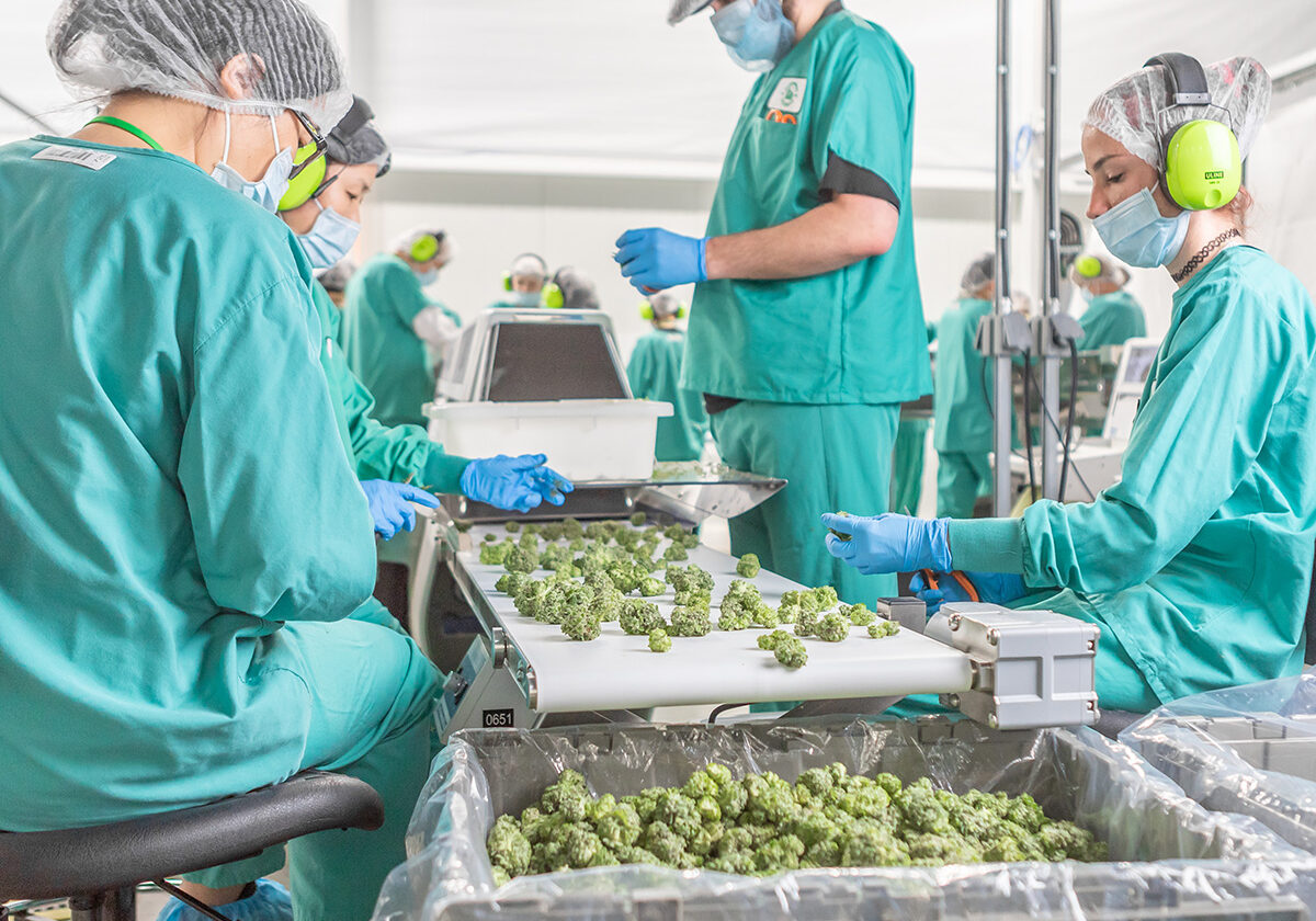 efficient-and-safe-cannabis-workplace