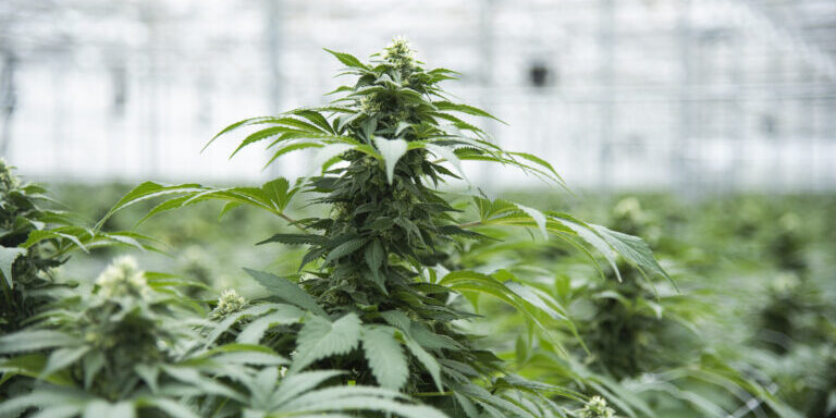 Prepping For Your Cannabis & Hemp Harvest Year after year