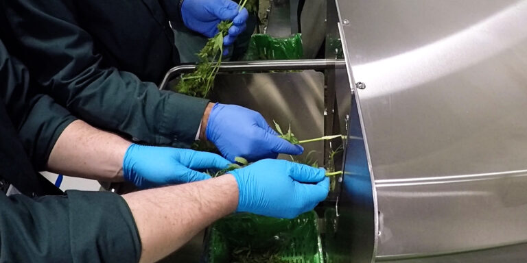 9 Tips to Optimize Your Cannabis or Hemp Bucking Workflow Besides trimming