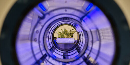 post-harvest-processing-dried-flower