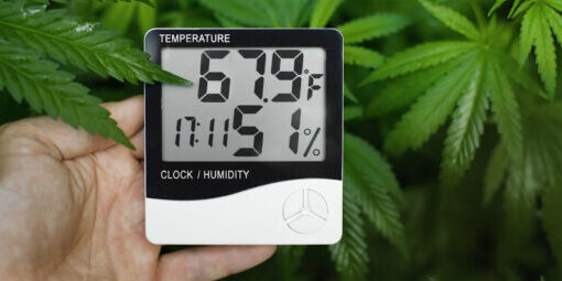 Temperature and Humidity Control in Cannabis Processing