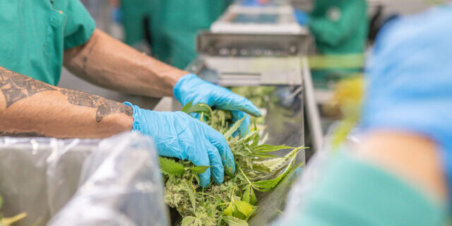 Processors loading flower onto an Infeed Conveyor to the Mobius M108S trimmer