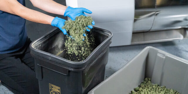 Hands lifting up trim next to flower
